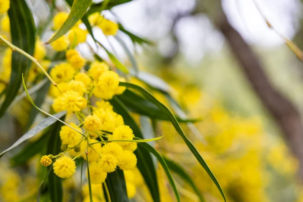 Background Spring Mimosa flowers in full bloom. — Stock Photo, Image