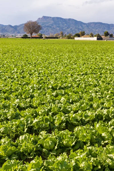 Jordbruksmark med salladsväxter — Stockfoto