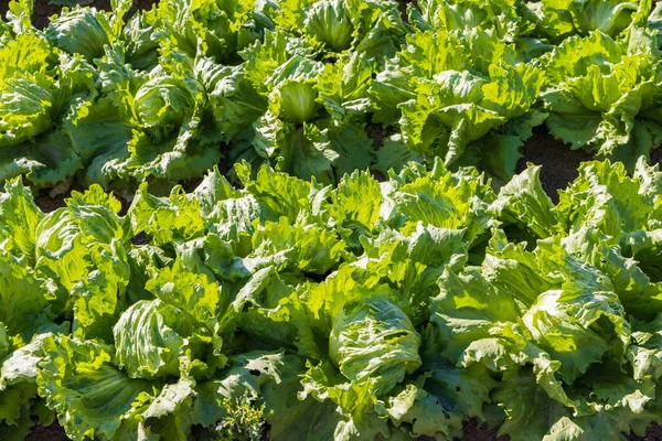 Salaattikasvit maatalouspellolla — kuvapankkivalokuva