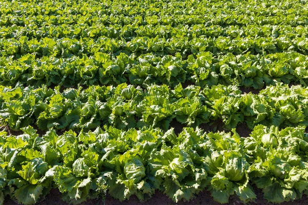 Zemědělské pole se salátovými plodinami — Stock fotografie