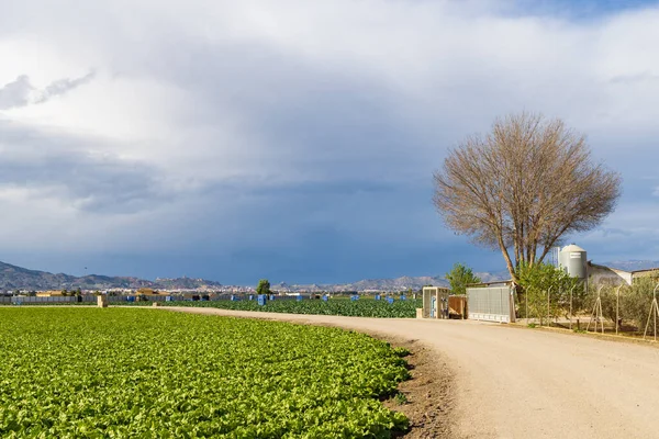 Campo agrícola com culturas de alface — Fotografia de Stock