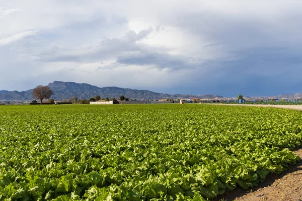 Campo agrícola com culturas de alface — Fotografia de Stock