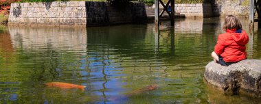 Japon bahçesinde sazan balığı besleyen kız.