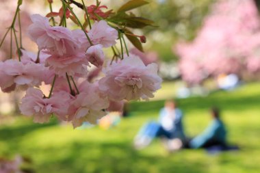 Japon bahçe manzarası