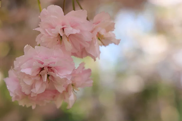 Background with blooming cherry trees — Stockfoto