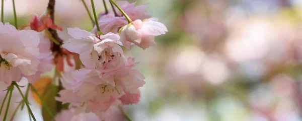 Achtergrond met bloeiende kersenbomen — Stockfoto