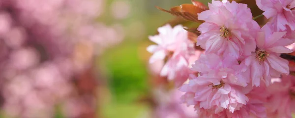 Pozadí s kvetoucími třešněmi — Stock fotografie