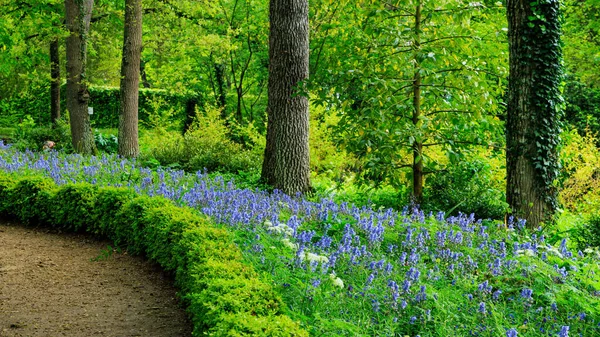 Jardín con jacintos de uva azul —  Fotos de Stock