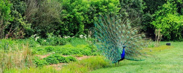 Peacock showing his feathers — Stock Photo, Image