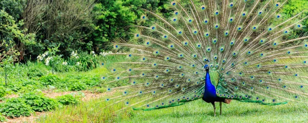 Paon montrant ses plumes — Photo