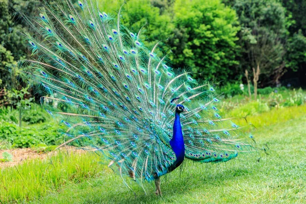 Pfau zeigt seine Federn — Stockfoto