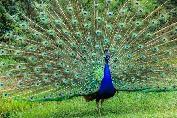 Pfau zeigt seine Federn — Stockfoto