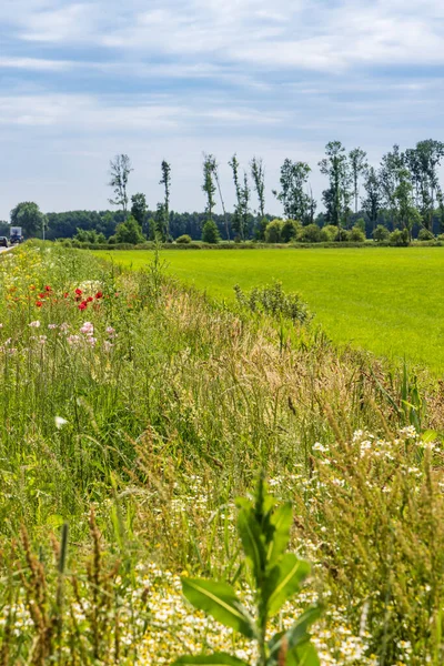 オランダの生物多様性を高めるために道路に沿って野生の花と花の境界線 — ストック写真