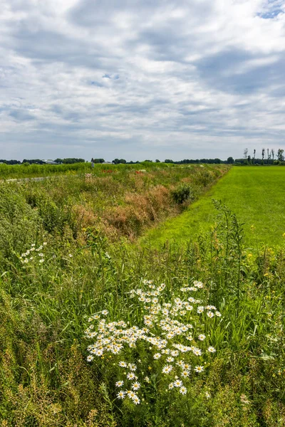 Floral Borders Wild Flowers Road Increase Biodoversity Netherlands — Stock Photo, Image