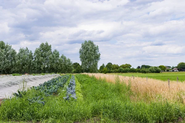 Nature Inclusive Organic Agriculutral Strip Cultivation Glind Barneveld Gelderland Netherlands — Stockfoto