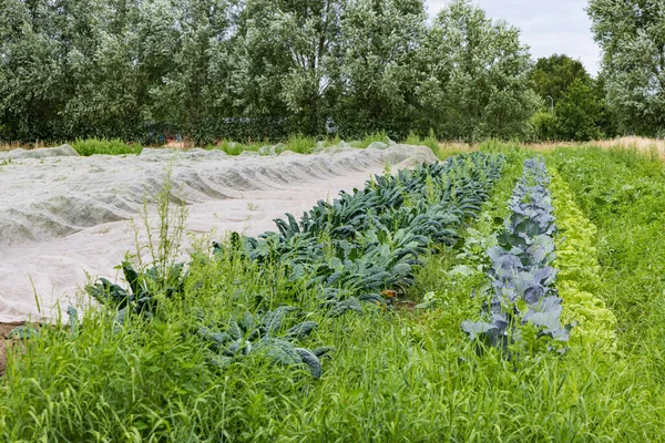 Nature Inclusive Organic Agriculutral Strip Cultivation Glind Barneveld Gelderland Nizozemsko — Stock fotografie