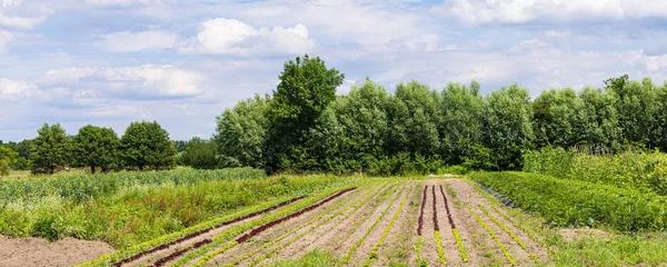 Nature Inclusive Organic Agriculutral Strip Cultivation Glind Barneveld Gelderland Netherlands — ストック写真