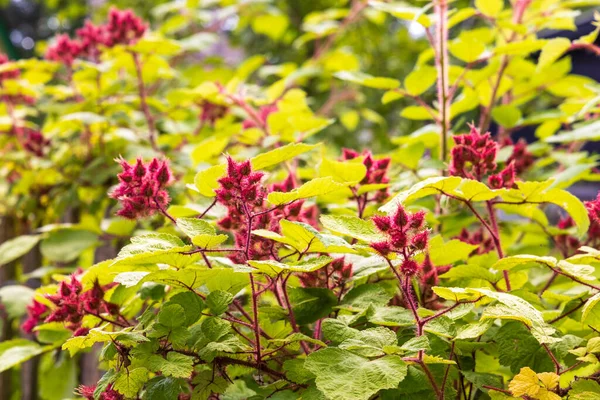 Japanese Wine Berry Rubus Phoenicolasius Growing Garden - Stock-foto