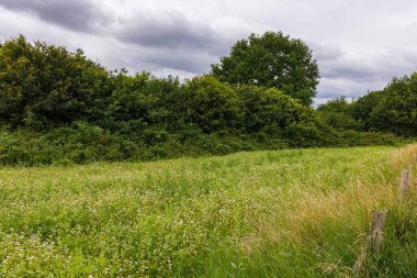 Çiçekli karabuğdaylı tarla ya da sıradan karabuğday tarlası Hollanda 'da daha popüler olan karabuğday unu taht üreticileri için geçmişe dönük tahıl benzeri bir üründür.