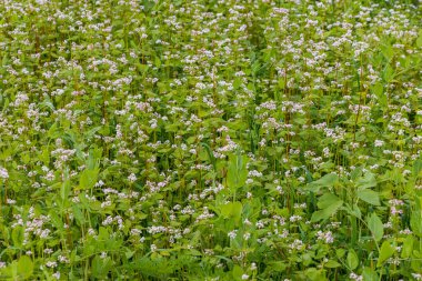 Çiçekli karabuğdaylı tarla ya da sıradan karabuğday tarlası Hollanda 'da daha popüler olan karabuğday unu taht üreticileri için geçmişe dönük tahıl benzeri bir üründür.