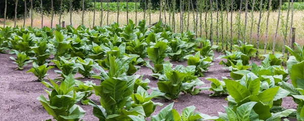 Campo Tabacco Con Piante Fresche Verdi Nicotiana Che Coltivano Foglie — Foto Stock