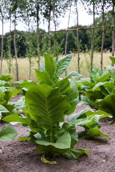 Lapangan Tembakau Dengan Tanaman Hijau Segar Nicotiana Yang Berkultur Daun — Stok Foto
