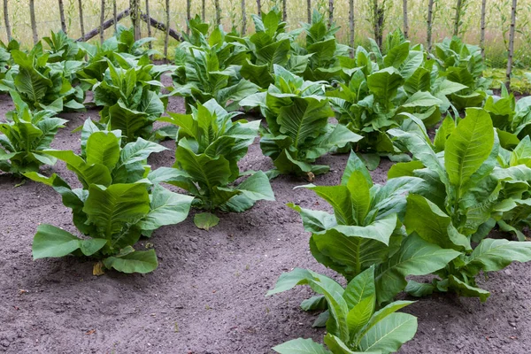 Табачное Поле Свежими Зелеными Растениями Никотиана Культивирующими Листья Сигар Амеронгене — стоковое фото