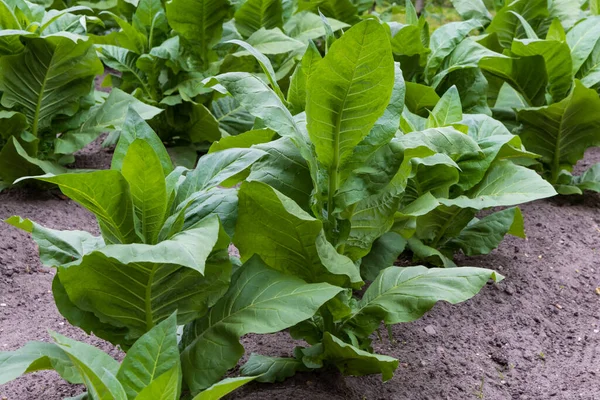 Tobacco Field Fresh Green Nicotiana Plants Cultuvating Cigar Leaves Amerongen — Stock fotografie