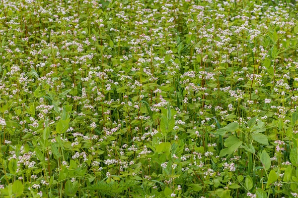 Çiçekli karabuğdaylı tarla ya da sıradan karabuğday tarlası Hollanda 'da daha popüler olan karabuğday unu taht üreticileri için geçmişe dönük tahıl benzeri bir üründür.