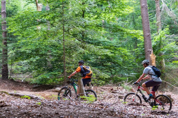 Amerongen Holandia Lipca 2022 Rowerzyści Górscy Lesie Amerongse Berg Amerongen — Zdjęcie stockowe