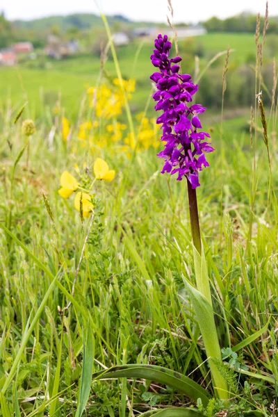 Purple Spotted Orchid Natural Grassland Auvergnes France — Stock Fotó