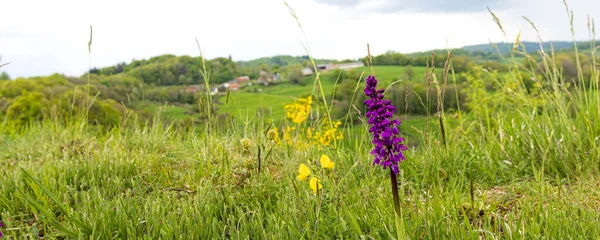 Purple Spotted Orchid Natural Grassland Auvergnes France — Photo