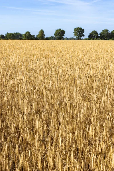 Golden Wheat Field Row Old Trees Bakcground Northern Germany — Stockfoto