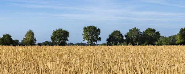 Golden Wheat Field Row Old Trees Bakcground Northern Germany — Stockfoto