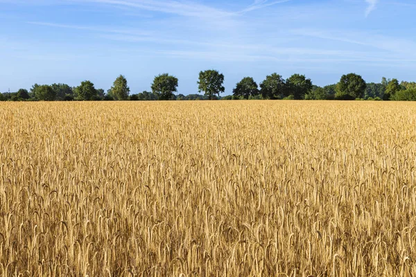 Golden Wheat Field Row Old Trees Bakcground Northern Germany — Stockfoto