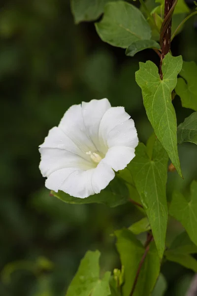 Vertical Closeup Flowers Leaves Hedge Bindweed — 图库照片
