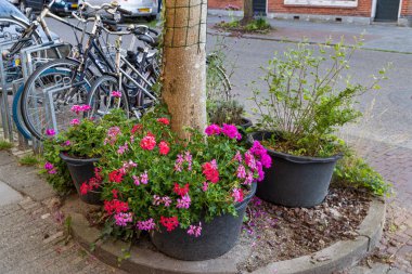 Lttle tree garden in Kerklaan city of Groningen in the Netherlands. Good example of urban greening for climate adaption