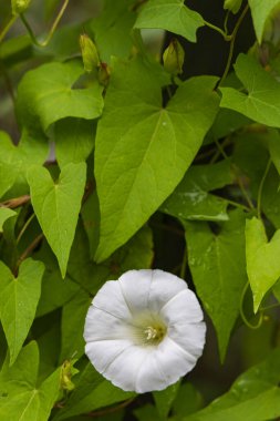 Vertical closeup fo flowers and leaves of Hedge bindweed