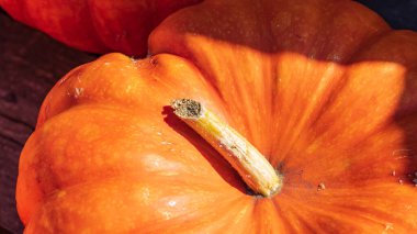 Clodeup pumkins for sale in de Holm Niebert municipality Westerkwartier in Groningen province the Netherlands