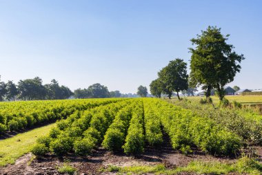 Landscape tree nursery in Niebert municipality Westerkwartier in Groningen province the Netherlands