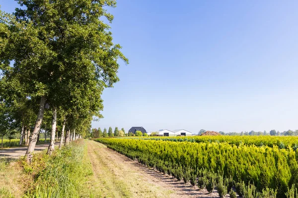 Landscape Tree Nursery Niebert Municipality Westerkwartier Groningen Province Netherlands — Stockfoto