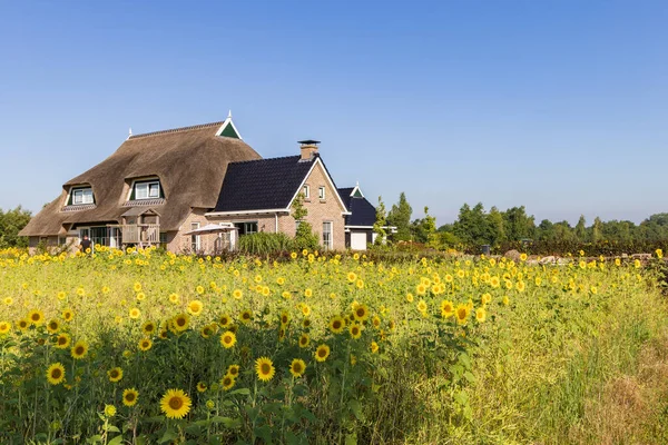 Landscape Farm House Field Sunflowers Niebert Municipality Westerkwartier Groningen Province — Stockfoto