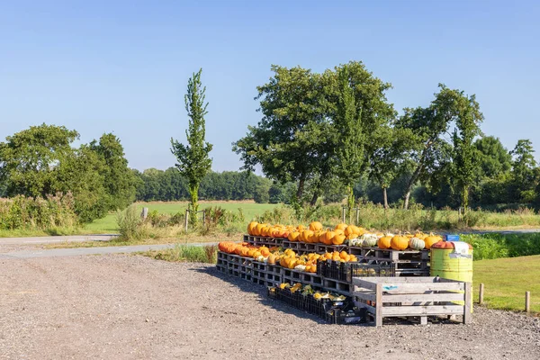 Pumkins Sale Holm Niebert Municipality Westerkwartier Groningen Province Netherlands — Stockfoto