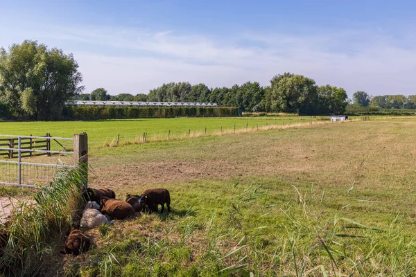 Small Group Sheep Seeks Shade Very Hot Day Wide Pole — Fotografia de Stock