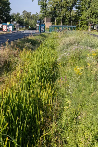 Rów Kampusie Uniwersytetu Wageningen Całkowicie Wyschł Wyniku Fali Upałów Latem — Zdjęcie stockowe