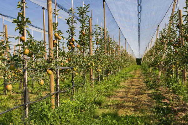 Huerto Frutas Con Manzanos Protegido Por Valla Lona Con Sistema — Foto de Stock