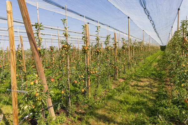 Huerto Frutas Con Manzanos Protegido Por Valla Lona Con Sistema — Foto de Stock