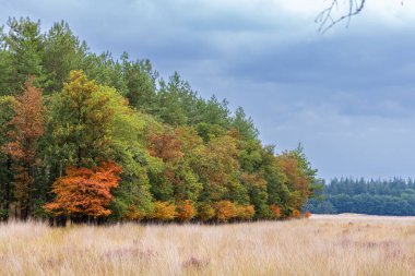 Kuru Heather Ağustos 2022 Gelderland, Ede Veluwe 'de iklim değişikliği sonucunda Hollanda. Yağmur geliyor..