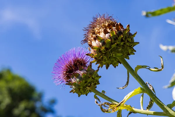 Closeup Flower Artichokes Species Thistle Front Blue Sky Botanical Name — Stock Photo, Image