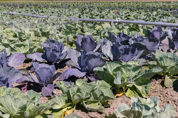 Closeup Arable Field Differint Kinds Cabbage Red Cabbage Green Cabbage — Stock Photo, Image